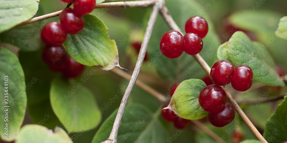 branch of honeysuckle with beautiful bright red berries