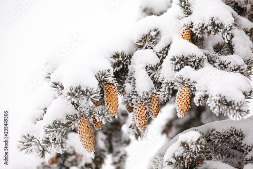 fir cones in the snow