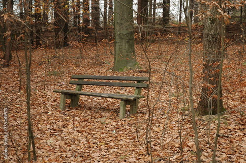 A bench in an autoomn forest