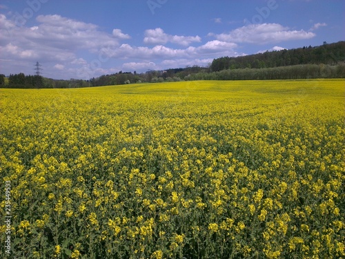Rape field