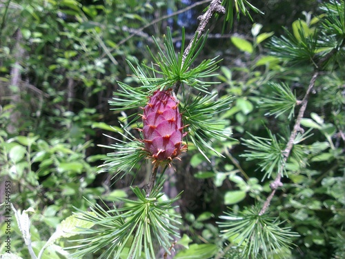 Larch cone