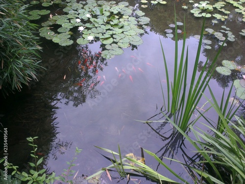 Pond with fish