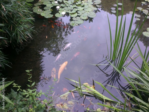 Pond with fish