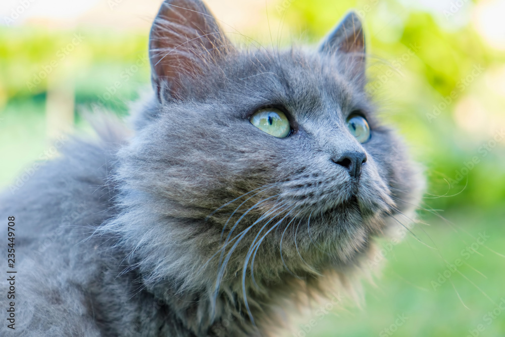 Fluffy grey cranky cat looks up outdoor in summer