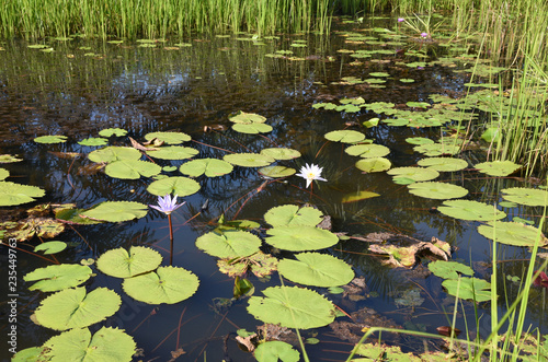 Lotus in the swamp nature