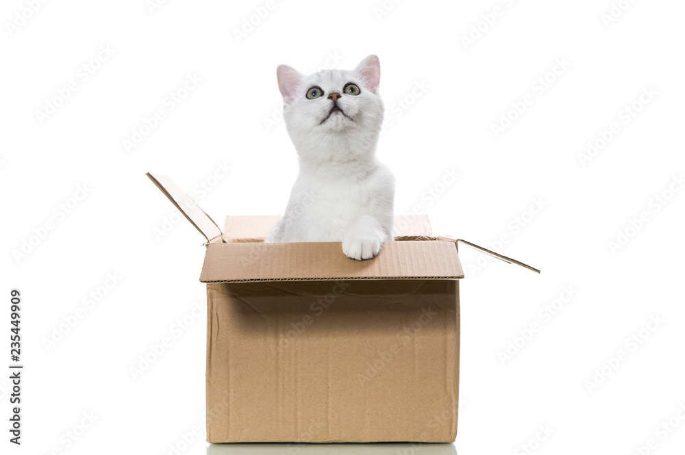beautiful young cat breed Scottish chinchilla straight beautiful young cat breed Scottish chinchilla straight