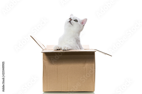 Fototapeta Naklejka Na Ścianę i Meble -  beautiful young cat breed Scottish chinchilla straight