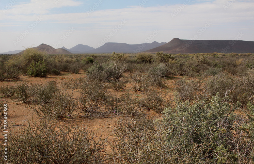 Naklejka premium Very arid habitat during a drought in the central Karoo near Rietbron.