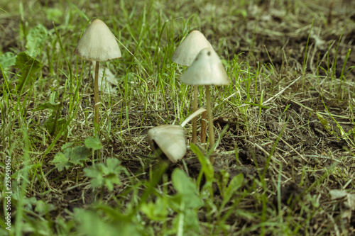 Group of white mushrooms