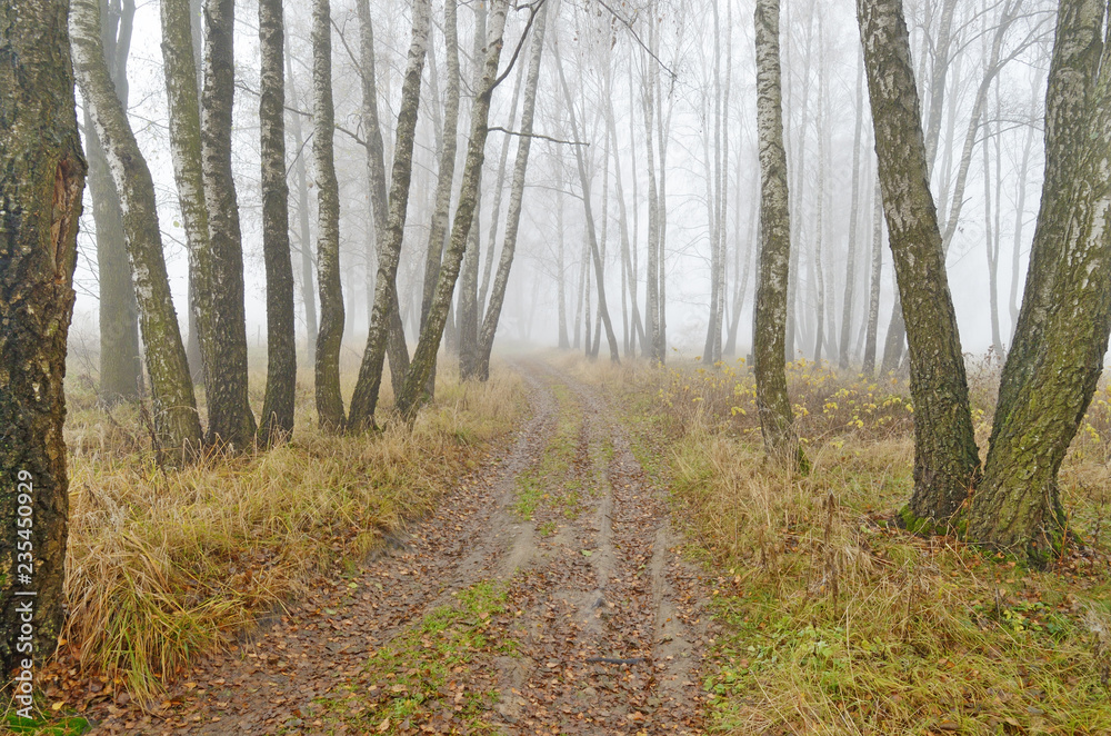 Fototapeta premium Foggy morning in autumn .