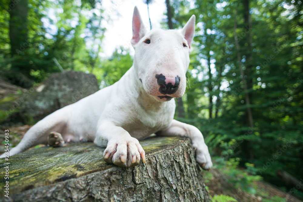 Cute portrait of bull terrier in the forest