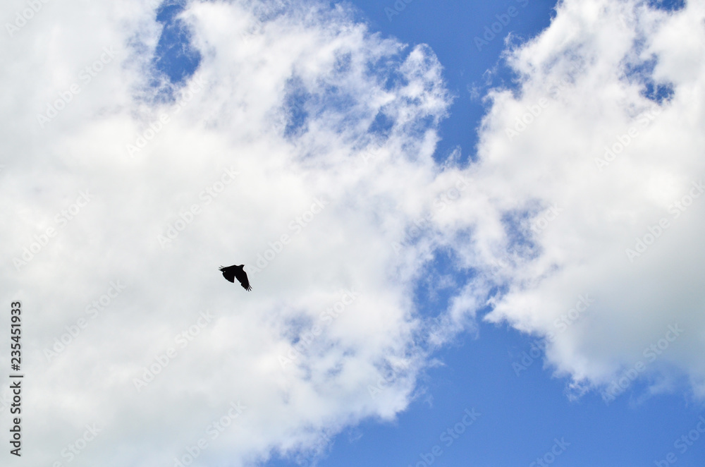 flying bird on a background of blue sky with white clouds flying bird on a background of blue sky with white clouds