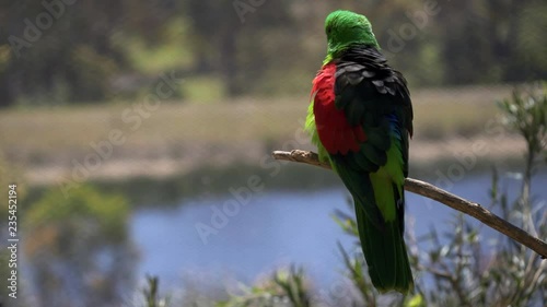 rear view of a red shouldered parrot preening its feathers at a walk-in avairy in new south wales, australia photo