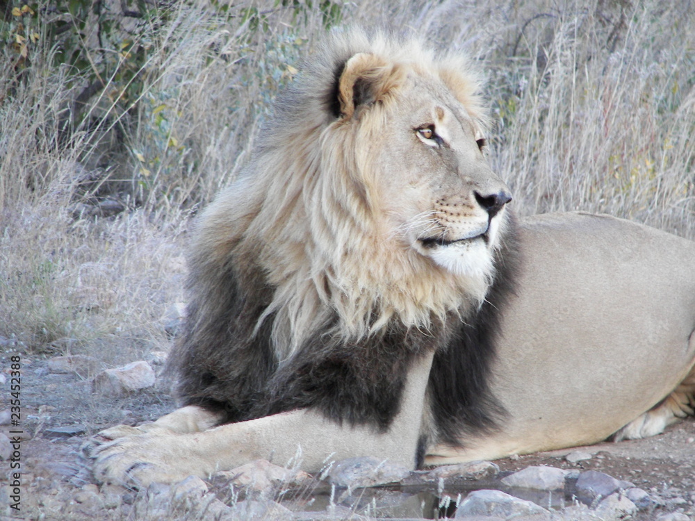 Naklejka premium Afrika