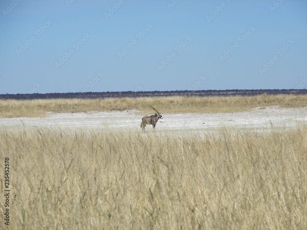 Fototapeta premium Afrika