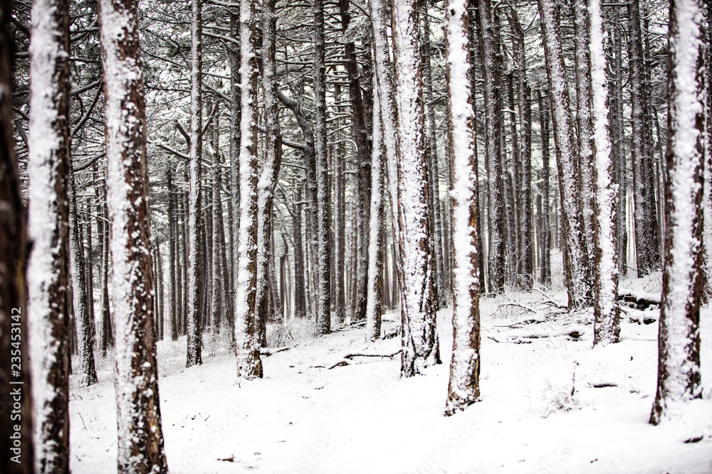 trees in forest covered with snow 