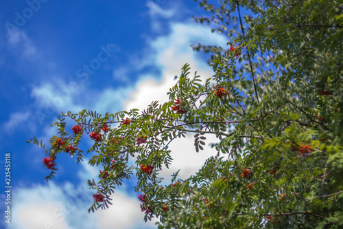 Bild auf Leinwand rowan-tree