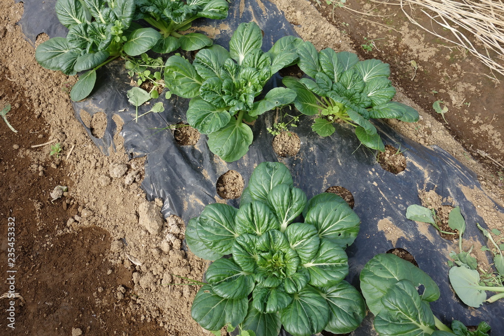 Obraz premium ターサイ