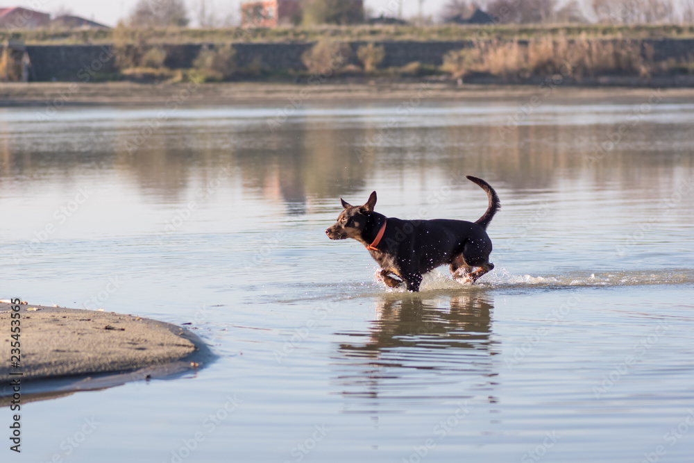 Australian Kelpie dog runs and plays on the sand next to the river Australian Kelpie dog runs and plays on the sand next to the river