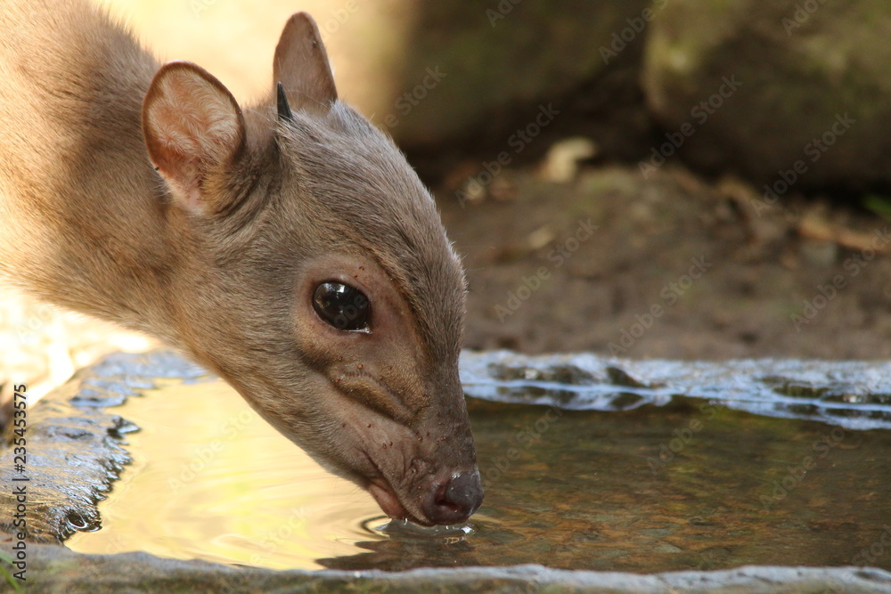 Smallest antelope in southern Africa, the Blue Duiker, drinking water. Smallest antelope in southern Africa, the Blue Duiker, drinking water.