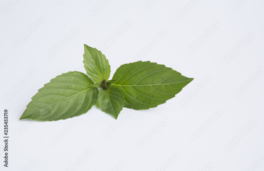 Basil on white background Basil on white background