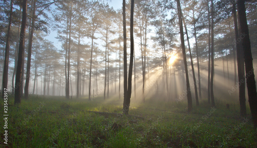 Fototapeta premium Pine forest in fog, ray and sunlight