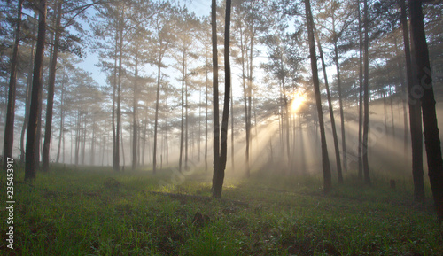 Pine forest in fog  ray and sunlight