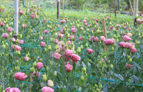 Eustoma blossming in green house  photo