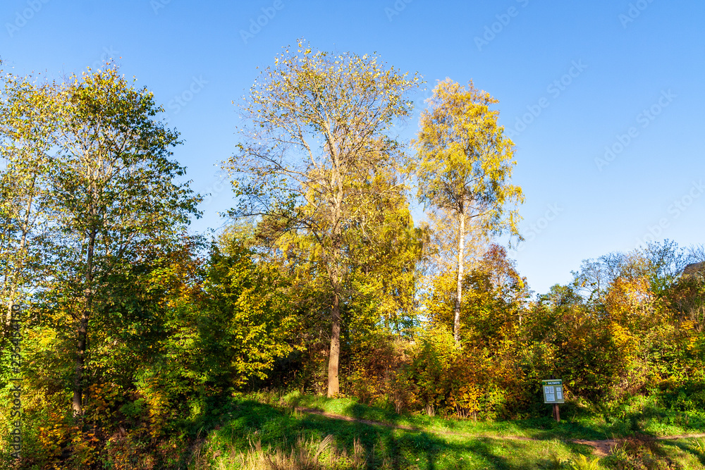 beautiful birch tree trunks, branches and leaves in natural environment