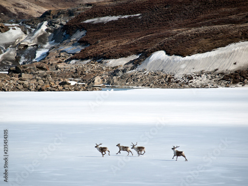 Rentiere laufen über einen gefrorenen See in der Küstenregion von Westgrönland