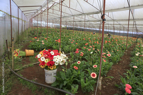 Gerbera  blossoming in green house 