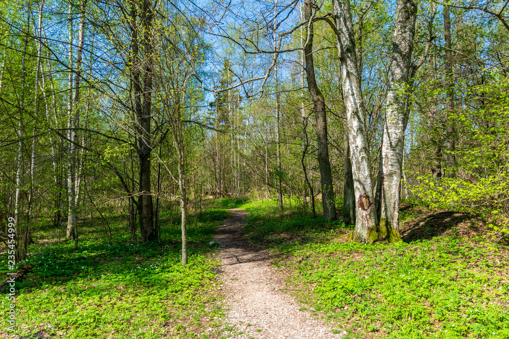 beautiful birch tree trunks, branches and leaves in natural environment