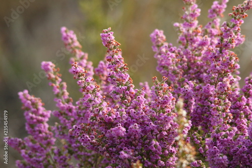 Delicate pink Erica flowers, Erica chamissonis, a fynbos plant.