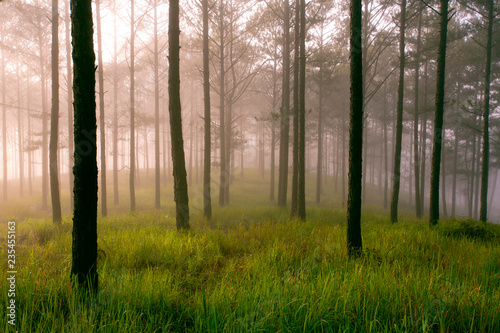 Pine forest in fog, ray and sunlight