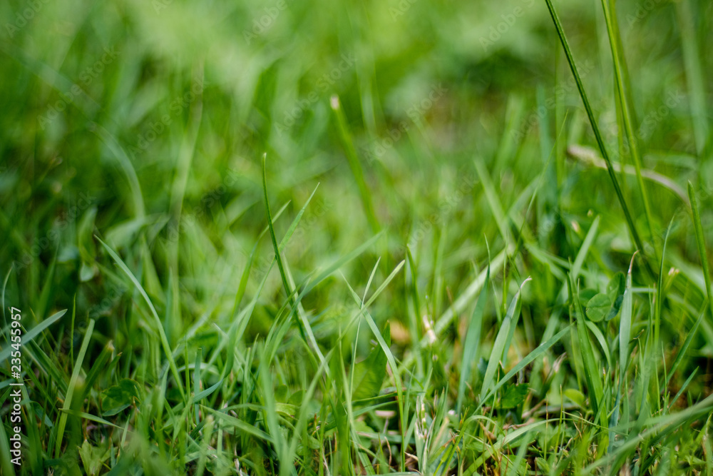 deep green foliage in summer light for backgrounds or textures deep green foliage in summer light for backgrounds or textures