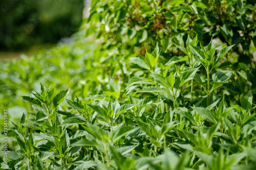 deep green foliage in summer light for backgrounds or textures deep green foliage in summer light for backgrounds or textures