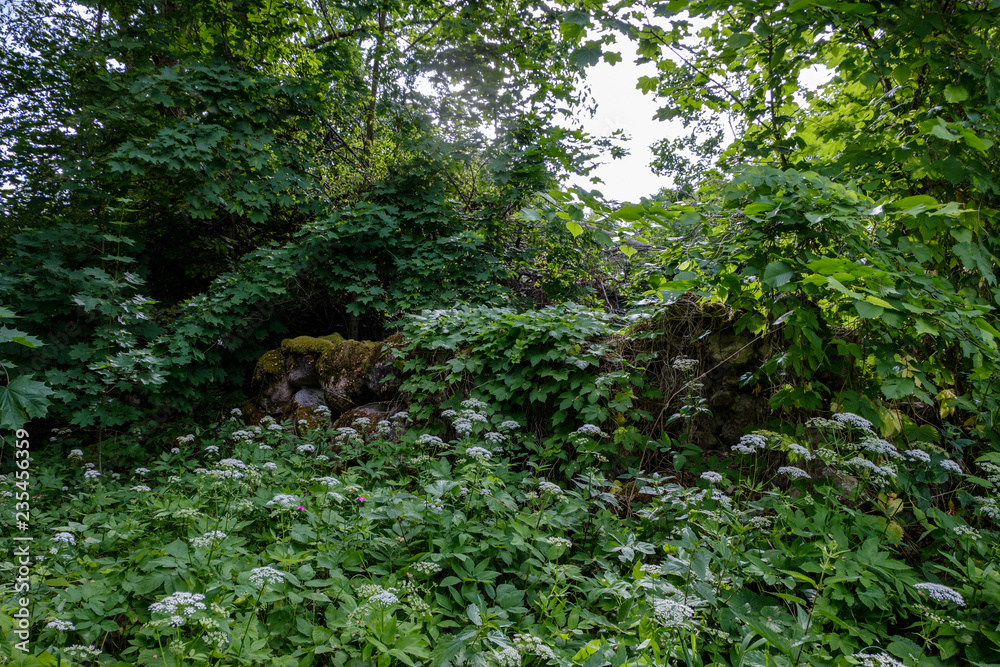 deep green foliage in summer light for backgrounds or textures