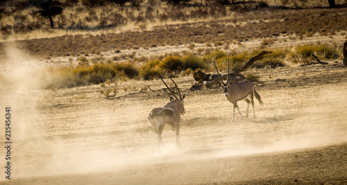Oryx Antilope - Kampf