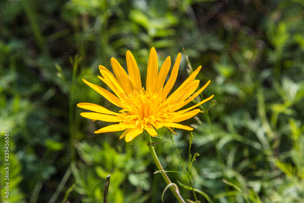 big yellow daisy in the field among the grass , Altai, Russia big yellow daisy in the field among the grass , Altai, Russia