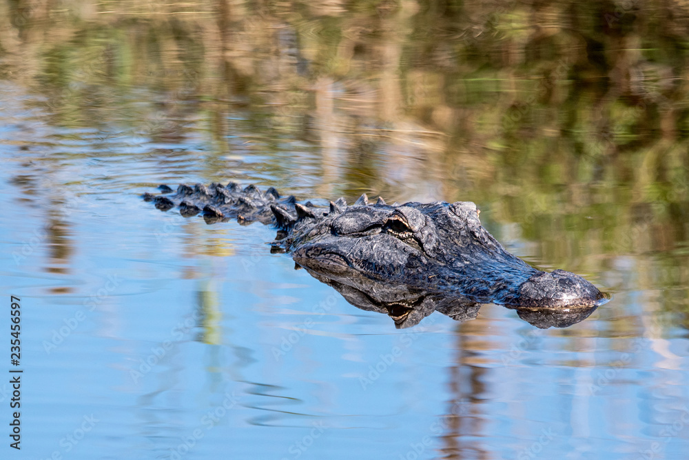 An American alligator swimming through a lake. An American alligator swimming through a lake.
