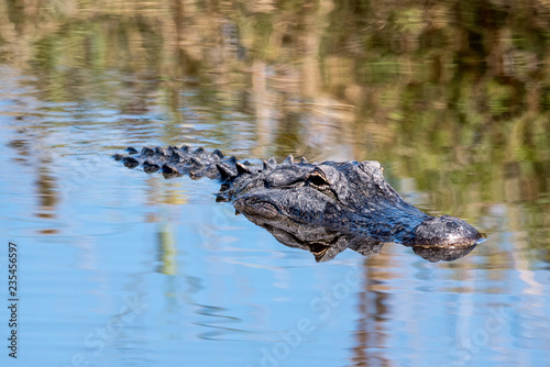 An American alligator swimming through a lake.