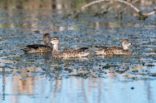 blue winged teals