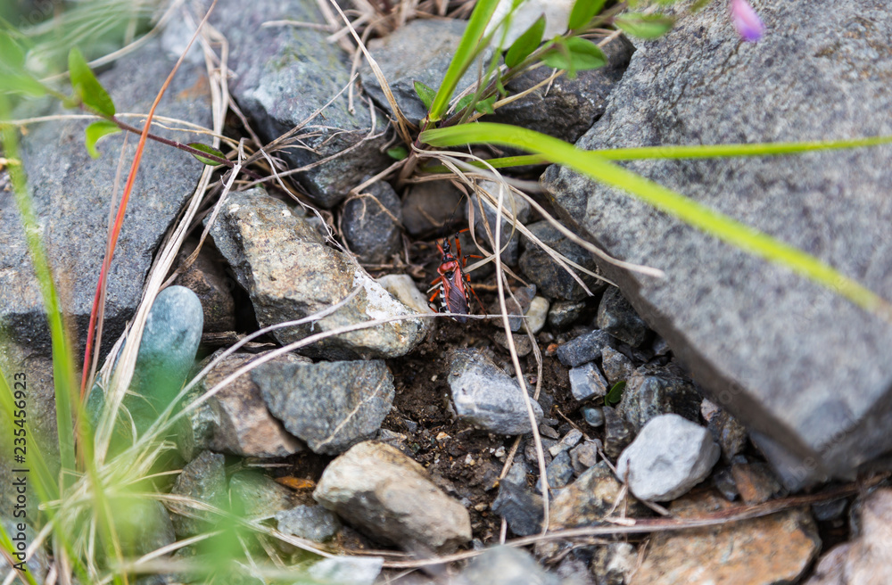 black-red beetle among stones ang grass , Altai, Russia