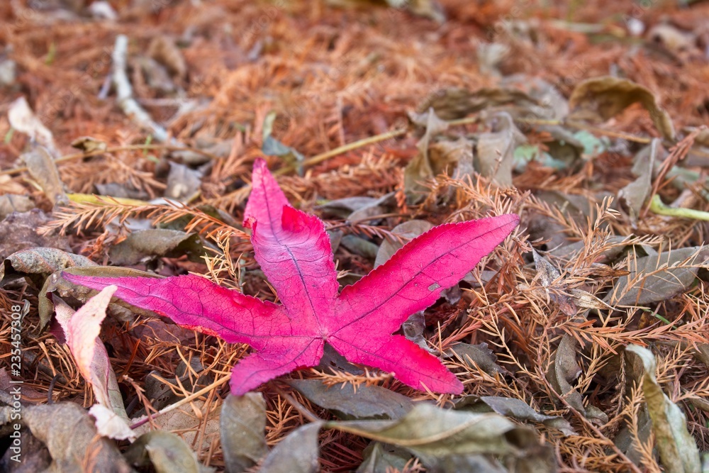 A single red leaf on the ground in autumn fall