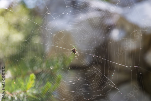 spider on web in forest in Altai, Russia