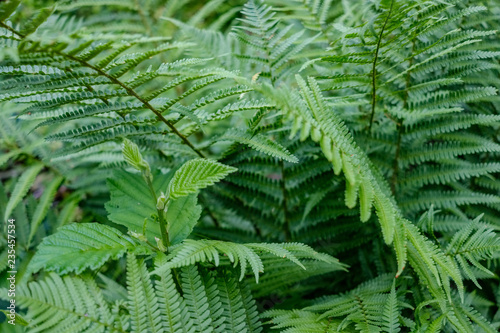 deep green foliage in summer light for backgrounds or textures