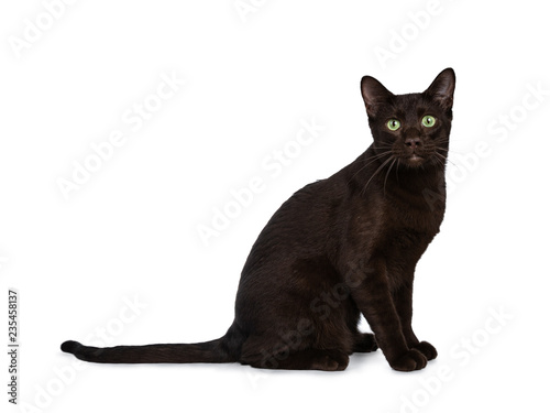 Photography Handsome young adult Havana Brown cat standing side ways, looking at camera with hypnotising green eyes
