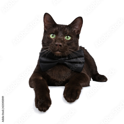 Handsome young adult Havana Brown cat laying down wearing a black bow tie, looking at camera with hypnotising green eyes. Isolated on a white background.