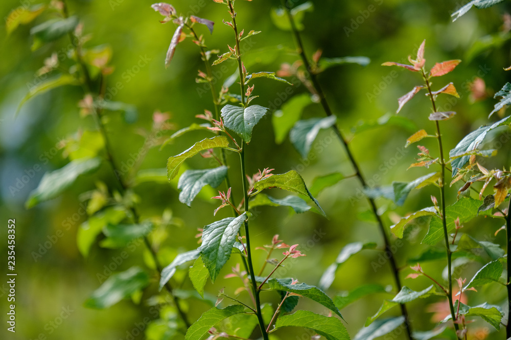 deep green foliage in summer light for backgrounds or textures deep green foliage in summer light for backgrounds or textures