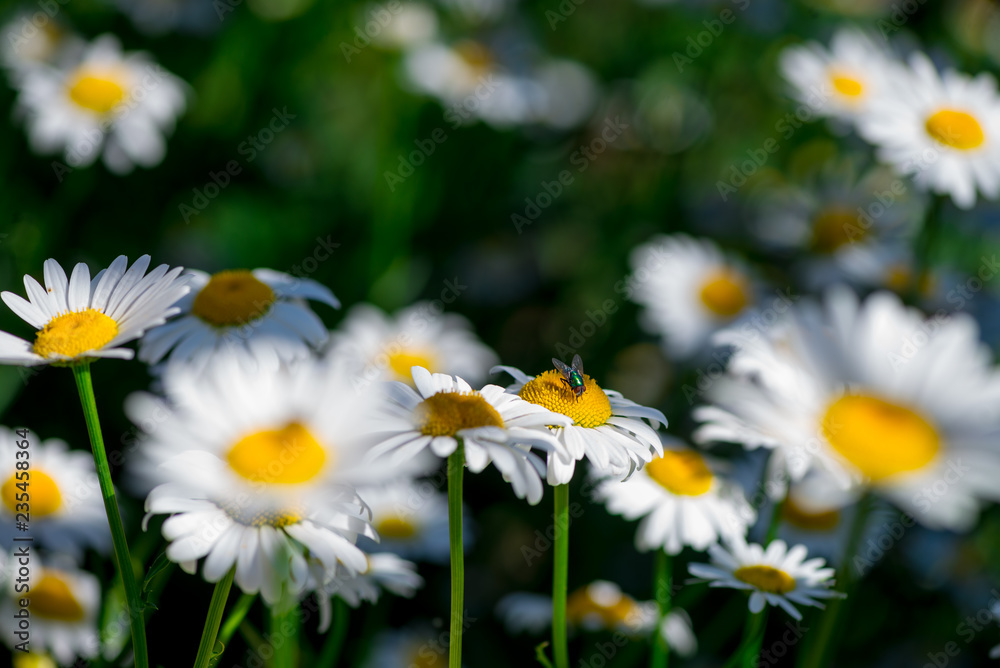 Summer chamomile flowers on sunny day macro Summer chamomile flowers on sunny day macro